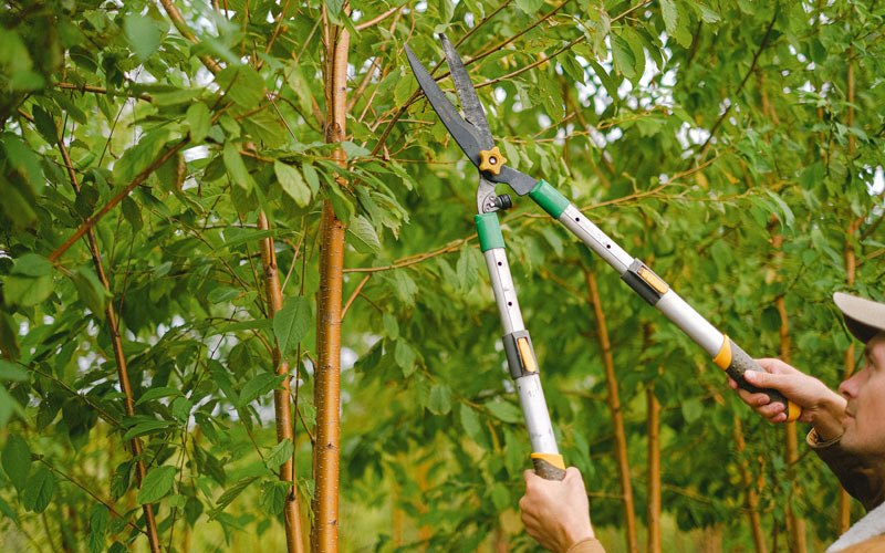 Tree trimming in Butte, MT